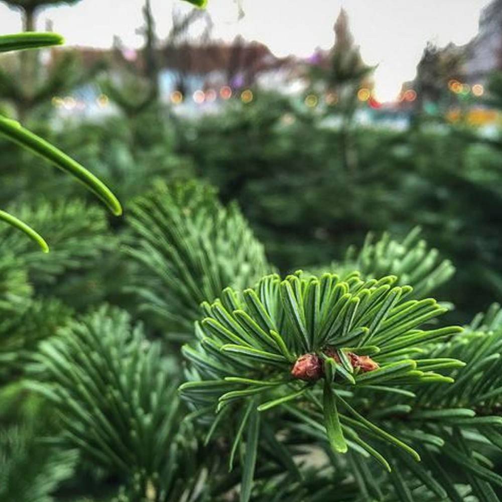 Naturlige Nordmann Fir